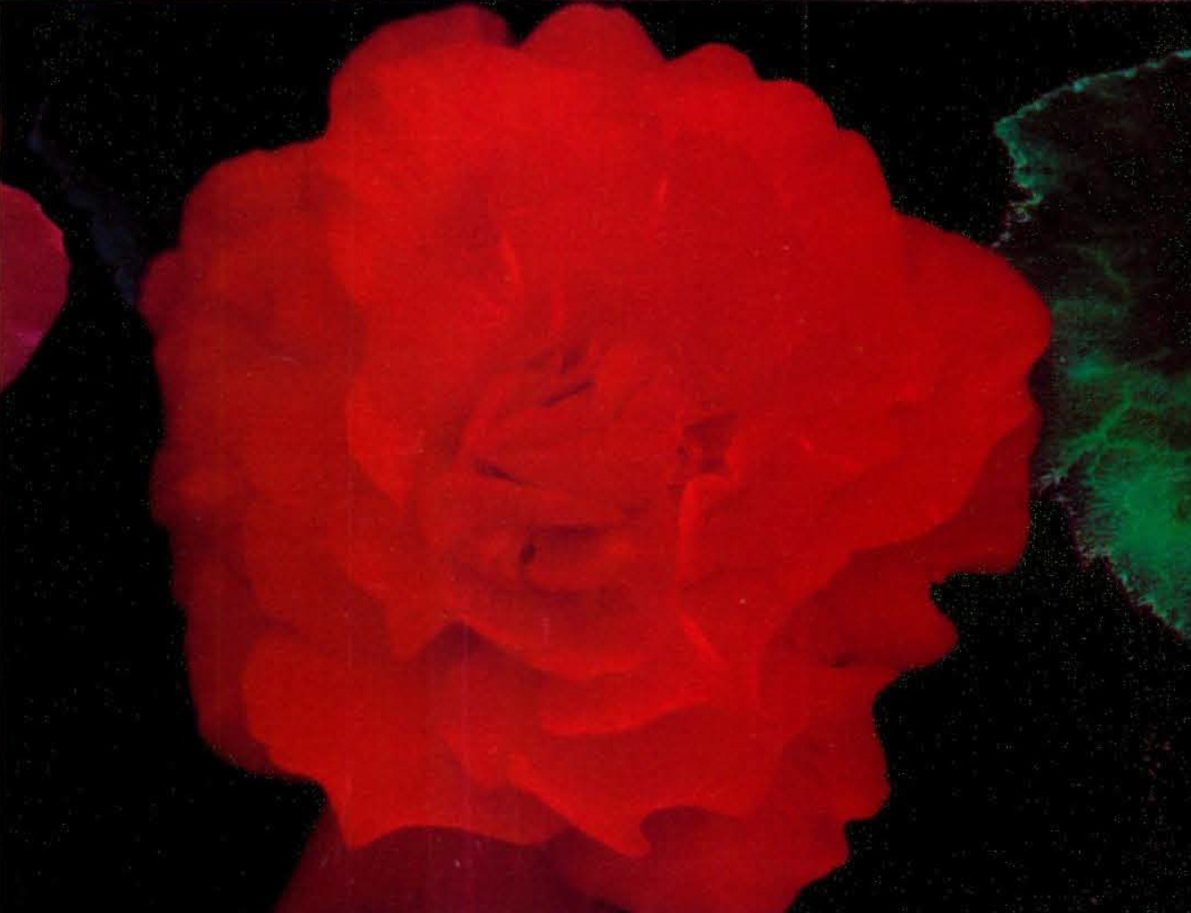 B. ‘Lindybelle’